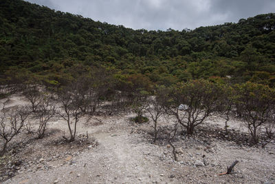 Scenic view of forest against sky