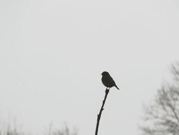 Low angle view of birds perching on tree