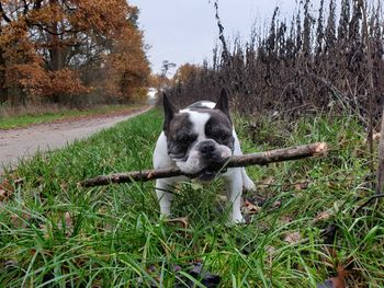 Dog on field