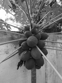 Low angle view of fruits hanging on tree