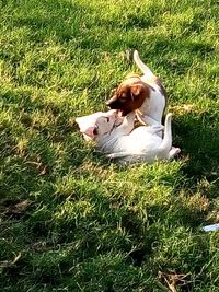 Horse in grass
