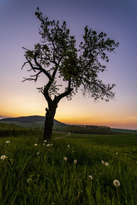 Tree on field against sky during sunset