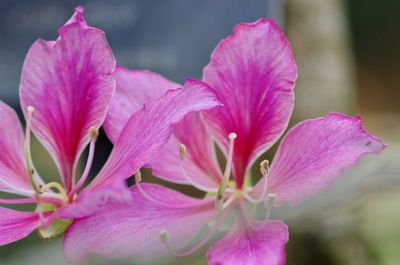 Close-up of pink day