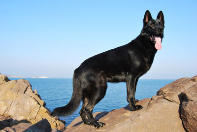 Dog on rock by sea against clear sky