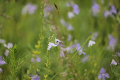 Close-up of purple flowering plant on field