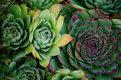 Full frame shot of succulent plant