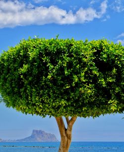 Tree by sea against sky