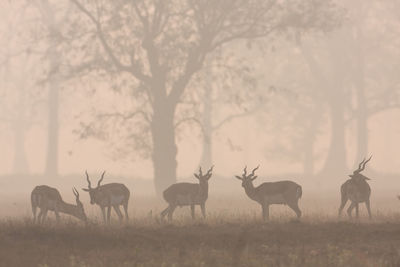 Flock of deer on field against sky