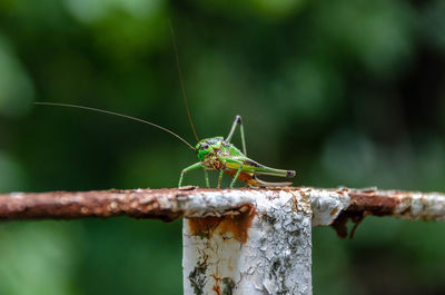 Close-up of insect on wood