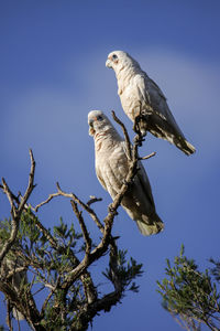Low angle view of little corellas perching on tree against blue sky