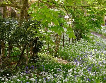 Purple flowering plants by trees in forest