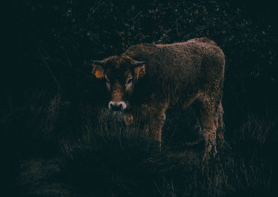 Cow on grass