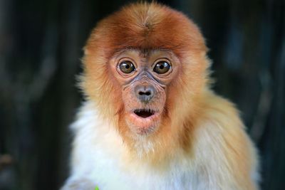 Close-up portrait of surprised monkey