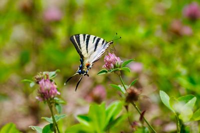 Close-up of butterfly pollinating on flower