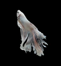 Close-up of siamese fighting fish against black background