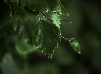 Close-up of leaves on plant