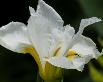 Close-up of white flower head against black background