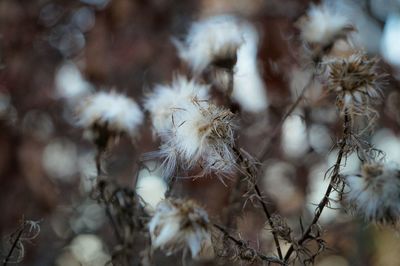 Close-up of flowers