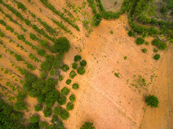 High angle view of agricultural field