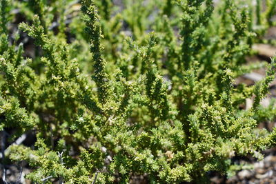 Close-up of fresh green plants