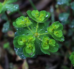Close-up of water drops on leaf