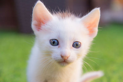 Close-up portrait of white cat