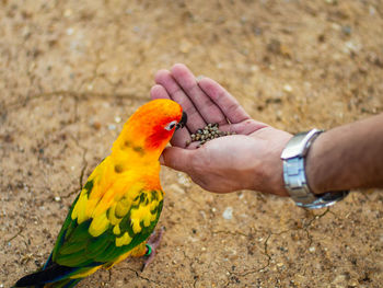 Close-up of hand holding bird