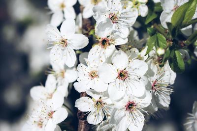 Close-up of white cherry blossoms in spring