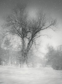 Bare trees on snow covered land