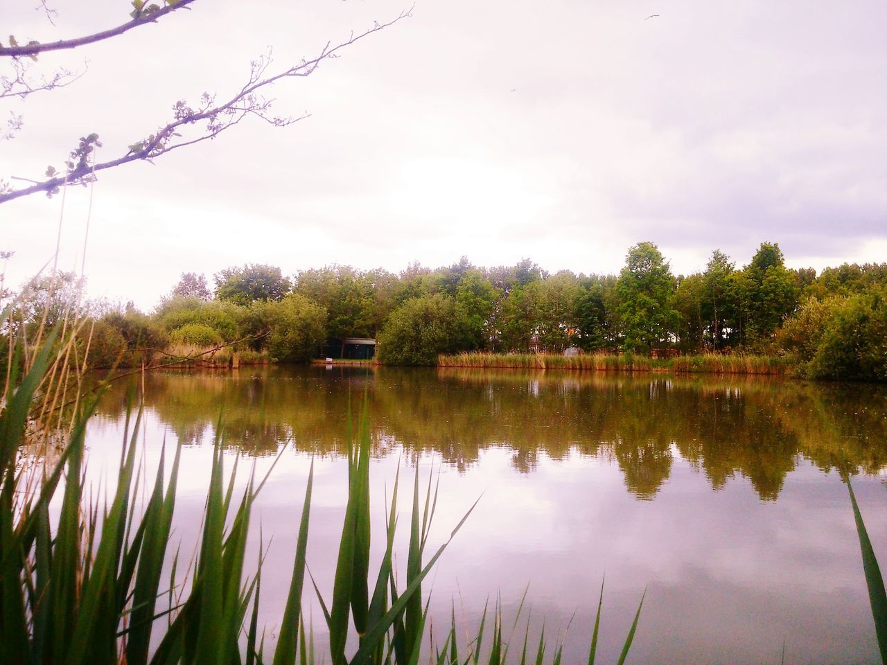 reflection, water, lake, tranquility, tree, tranquil scene, sky, scenics, beauty in nature, nature, standing water, growth, idyllic, calm, cloud - sky, waterfront, cloud, plant, green color, outdoors