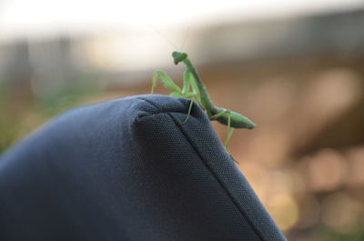 Close-up of insect on hand