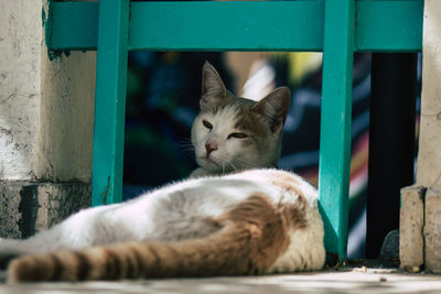 Close-up portrait of a cat