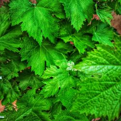 High angle view of green leaves