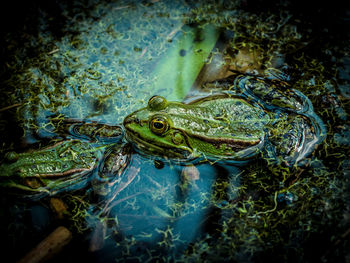 Fish swimming in water