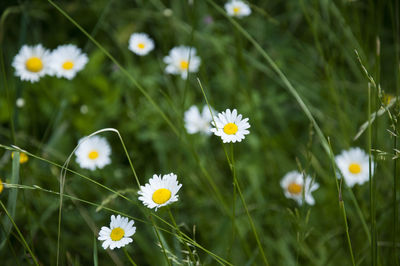Close-up of white daisy flowers in field