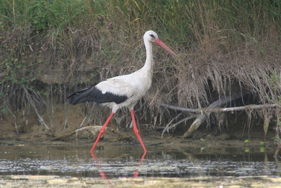 Side view of a bird in water