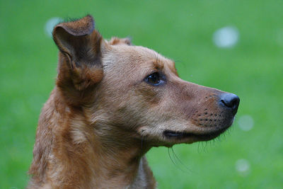 Close-up of a dog looking away