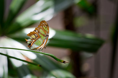 A malachite butterfly on a plant leaf