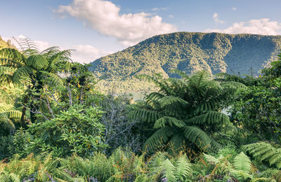 Scenic view of palm trees on mountain against sky