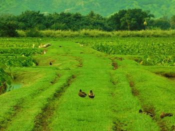 People on grassy field