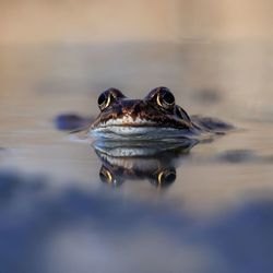 Close-up of crocodile