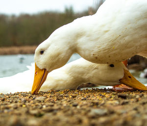 Close-up of a bird