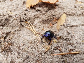 High angle view of insect on rock