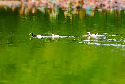 Swans swimming in lake