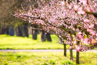 Pink cherry blossoms in park