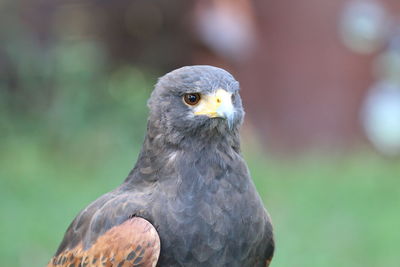 Close-up portrait of eagle