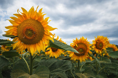 Close-up of sunflower against sky