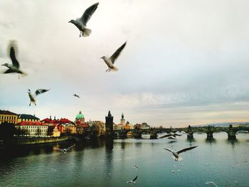 Seagulls flying in the sky