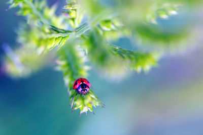 Close-up of ladybug on flower