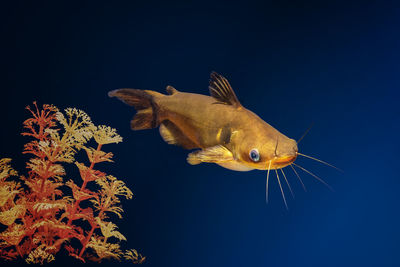 Close-up of fish swimming in sea